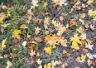 FALL CARPET 